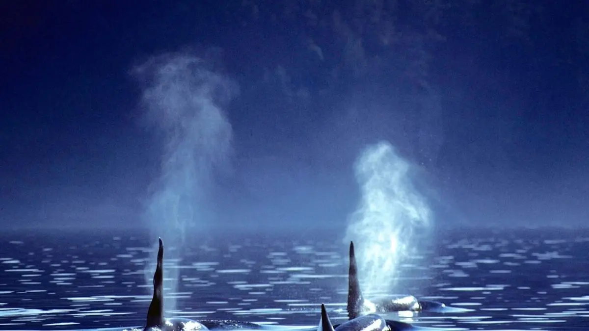 Les mystères de la nature Bestiole coupable