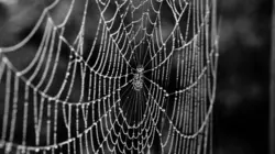 Les mystères de la nature  L'invasion des araignées zombies