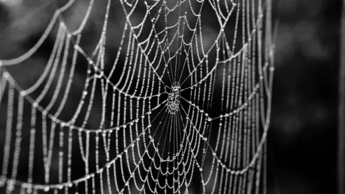 Les mystères de la nature L'invasion des araignées zombies