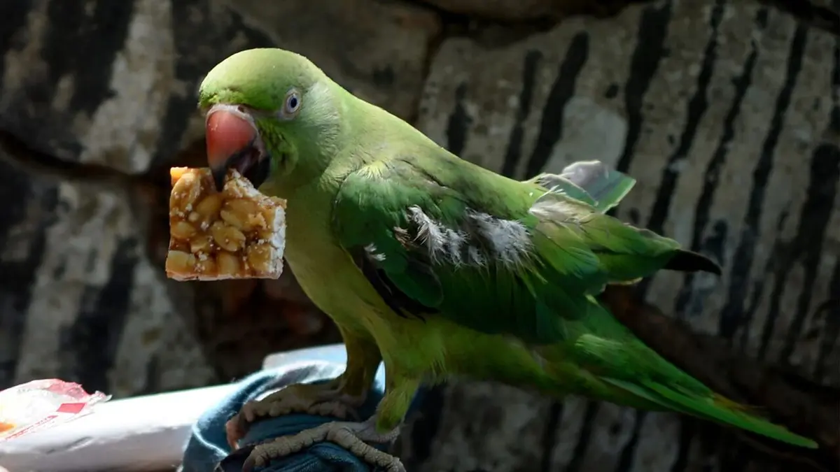 Les mystères de la nature Vandale bestial