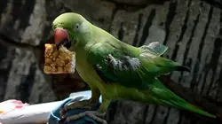 Les mystères de la nature Vandale bestial