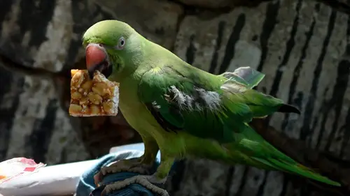 Les mystères de la nature Vandale bestial