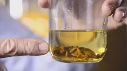 Les mystères de la nature  Scorpions dans la nuit