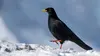 Corbeau en snowboard