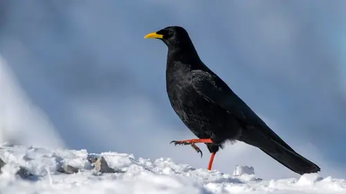 Les mystères de la nature Corbeau en snowboard