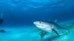 Les mystères de la nature Requin câlin