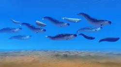 Les mystères de la nature  Licorne des mers