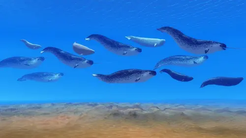 Les mystères de la nature Licorne des mers