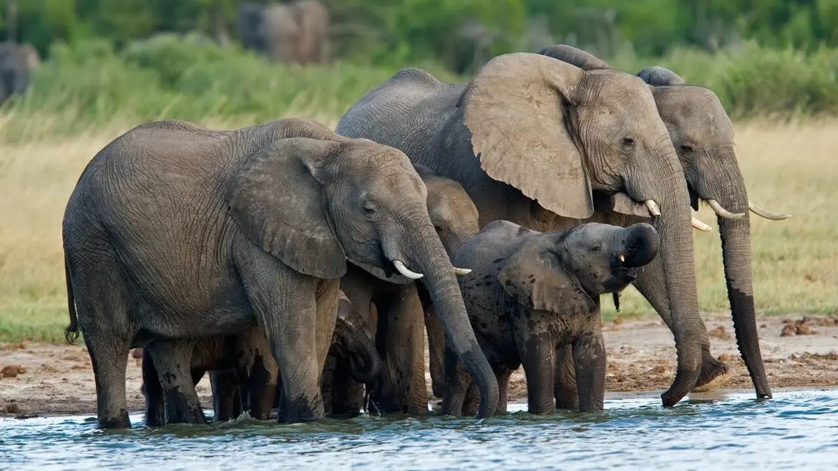 Les mystères de la nature Des éléphants dans un hôtel de porcelaine