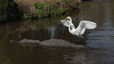 Gardes du corps pour alligators