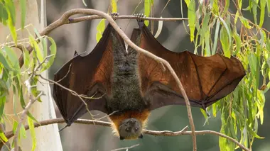 Mathématiques insectes