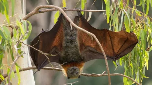 Les mystères de la nature Mathématiques insectes