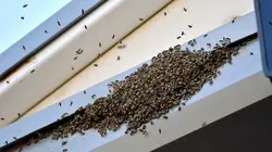 Les mystères de la nature  Invasion d'abeilles à Times Square