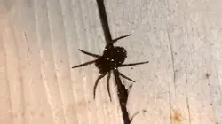 Les mystères de la nature Araignée scintillante