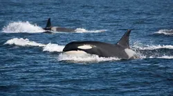 Les mystères de la nature Bestiole coupable