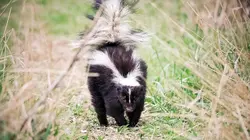 Les mystères de la nature Piafocalypse