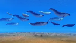 Les mystères de la nature