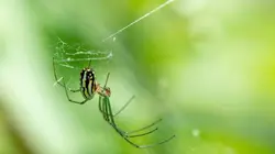Les mystères de la nature