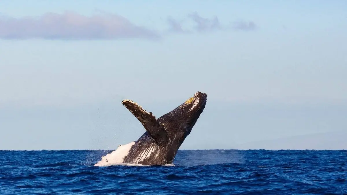 Les mystères de la nature