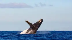 Les mystères de la nature