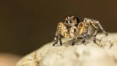 Les mystères de la nature Araignée disco