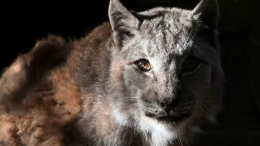 Les mystères de la nature Gros chat