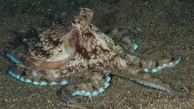 Les mystères de la nature Poulpe Houdini