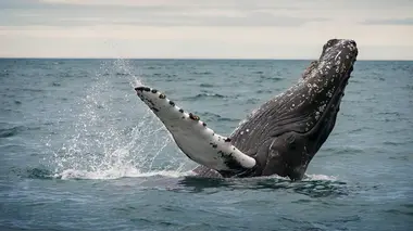 Les mystères de la nature Prise d'otage en plein océan