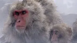 Visuel de Les mystères de la vie sauvage