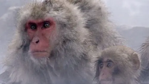 Les mystères de la vie sauvage