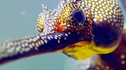 Visuel de Les mystères de la vie sauvage