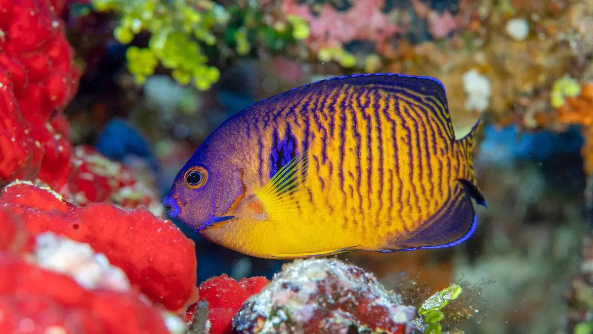 Les mystères du mont La Pérouse