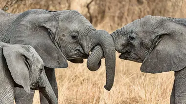 Les noces des éléphants