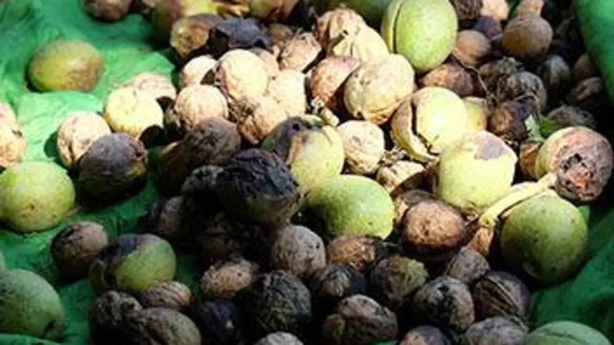 Les noix, le trésor du Kirghizstan