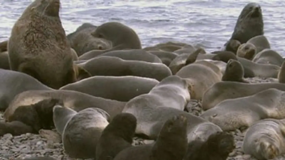 Les nourrissons des glaces