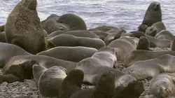 Sur Animaux à 21h20 : Les nourrissons des glaces