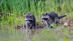 Les nouveaux envahisseurs