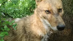 Les nouveaux envahisseurs