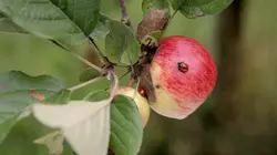 Les nouveaux guerriers des champs