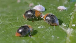 Les nouveaux guerriers des champs