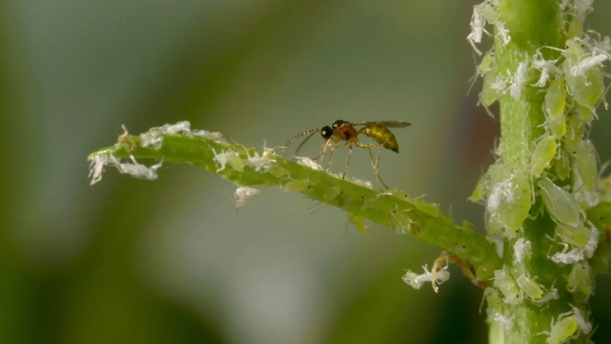 Les nouveaux guerriers des champs