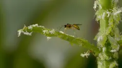 Les nouveaux guerriers des champs