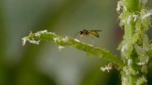 Les nouveaux guerriers des champs