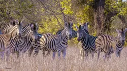 Les nouveaux mondes sauvages