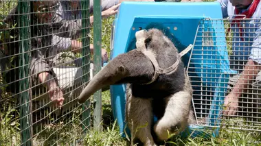 Argentine : la renaissance d'Iberá