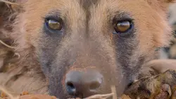 Les nouveaux mondes sauvages