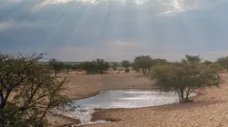 Visuel de Les nouveaux mondes sauvages