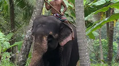 Le Sri Lanka, l'île émeraude