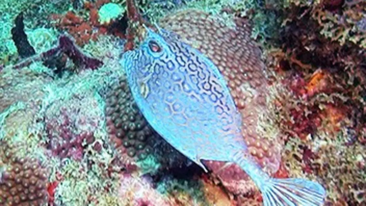 Les nouveaux paradis République dominicaine, le trésor des Caraïbes