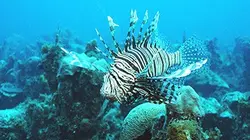 Visuel de Les nouveaux paradis